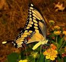 Giant Swallowtail - Smithville, TX, 2006-05-24