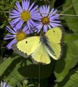 Clouded Sulphur - Roaches Pond Park, NS, 2012-09-27