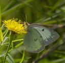 Clouded Sulphur - Roaches Pond Park, NS, 2012-08-31