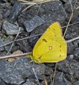 Orange Sulphur - Moody Lake, nr. Williamswood , 2012-09-01 
