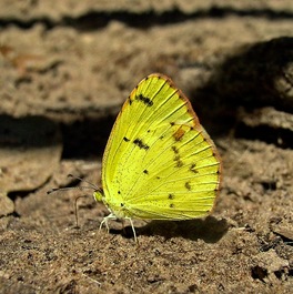 [Little Yellow image]