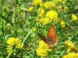 Bronze Copper - Maccan, NS, 2010-08-27