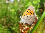 American Copper - Liverpool, NS, 2009-08-10 