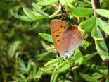 Dorcas Copper - nr Lake Ainslie, NS, 2012-07-31 