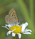 Maritime Copper - Wallace Bay NWA, NS, 2011-07-25 