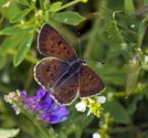 Maritime Copper - Wallace Bay NWA, NS, 2012-07-18 