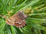 Eastern Pine Elfin - Gold River, NS, 2011-06-05