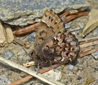 Bog Elfin - Pockwock Road, NS, 2011-05-23 