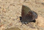 Hoary Elfin - Halfway Rd., NB, 2010-05-14