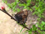 Henry's Elfin - Tabusintac Hill, NB, 2010-05-24 