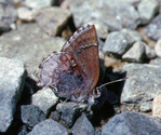 Hoary Elfin - Pockwock Rd., NS, 2001-05-20