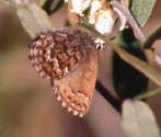 Eastern Pine Elfin - Pockwock Rd, NS, 2000-05-20