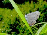 Acadian Hairstreak - Hall's Creek, NB, 2010-07-18 