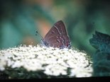 Banded Hairstreak - Halifax, NS, 2000-08-02