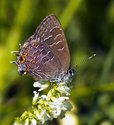 Striped Hairstreak - Wallace Bay NWA, NS, 2012-07-18 