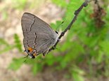 Gray Hairstreak - Tabusintac Hill, NB, 2010-06-11 