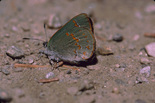 Early Hairstreak - Mt. Greylock, MA, 1999-05-16