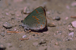 [Early Hairstreak image]