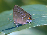 Banded Hairstreak - Armdale, NS, 1999-07-20