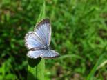 Northern Spring Azure - Moncton, NB, 2010-08-06