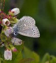 Silvery Blue - Roaches Pond Park, NS, 2011-06-10