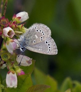 [Silvery Blue image]