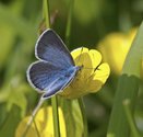 Silvery Blue - Spryfield, NS, 2011-06-23