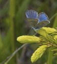 Silvery Blue - Dollar Lake PP, NS, 2011-06-20 