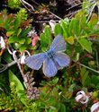 Northern Blue - Chebucto Head, 2009-07-19 