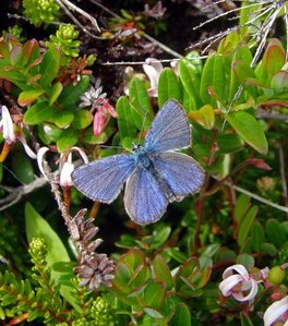 [Northern Blue image]