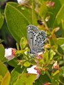 Northern Blue - Drysdale Bog, NS, 2011-07-17