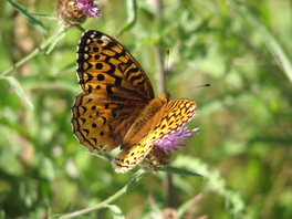 [Great Spangled Fritillary image]
