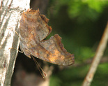 Question Mark - Pockwock Road, NS, 2012-07-12