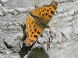 Satyr Comma - Bible Hill, 2005-06-14
