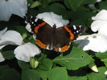 Red Admiral - Waverley, NS, 2012-08-03