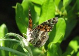 American Lady - MacIntosh Run, 2012-07-15