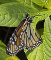 Monarch - McIntosh Run, Spryfield NS, 2012-07-25 