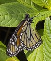 Monarch - McIntosh Run, Spryfield NS, 2012-07-25 