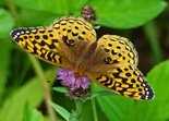 Great Spangled Fritillary - Conrad's Beach, NS, 2008-07-30