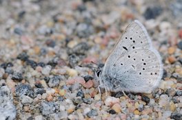 [Greenish Blue image]