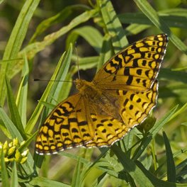 [Aphrodite Fritillary image]