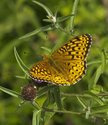 Atlantis Fritillary - Wallace Bay NWA, NS, 2012-07-18 