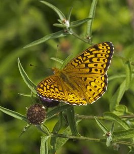 [Atlantis Fritillary image]