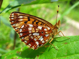 Silver-bordered Fritillary - Upper Hammonds Plains, NS, 2011-07-12