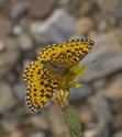 Silver-bordered Fritillary - Miller Rd, NS, 2012-09-02 