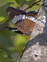 White Admiral - Drysdale Bog, NS, 2011-07-17 