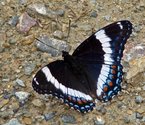 White Admiral - Pockwock Road, NS, 2009-07-05 