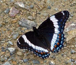 [White Admiral image]