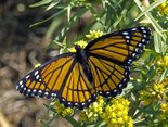 Viceroy - East Folly Mtn. Rd., 2012-08-27 