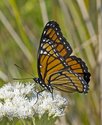 Viceroy - East Folly Mtn. Rd., 2012-08-27 